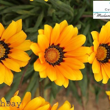 האממט Cyclamens Mechmoum Hotel And Spa מראה חיצוני תמונה