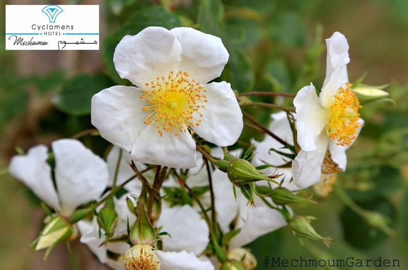 האממט Cyclamens Mechmoum Hotel And Spa מראה חיצוני תמונה